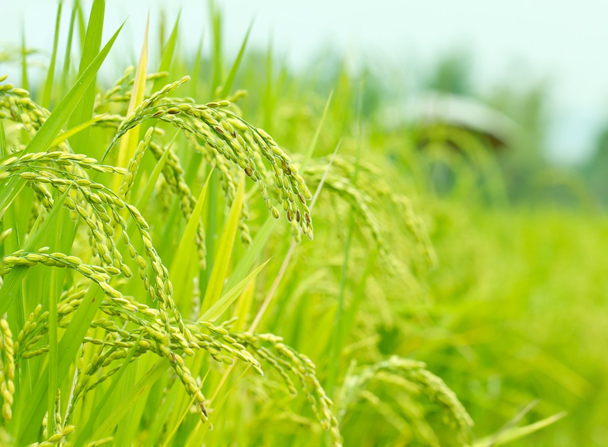 Rice Fields